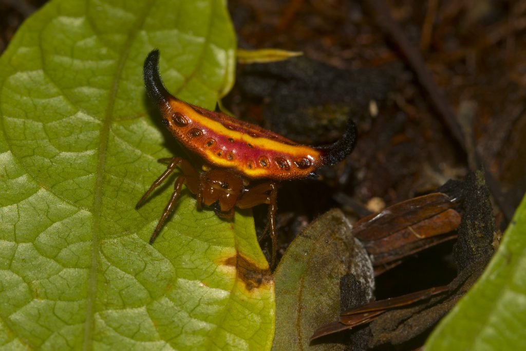 Gasteracantha thorelli