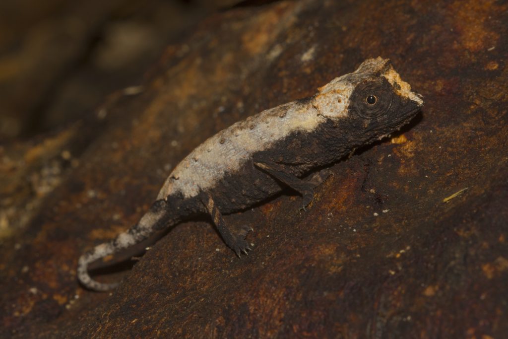 Brookesia stumpffi