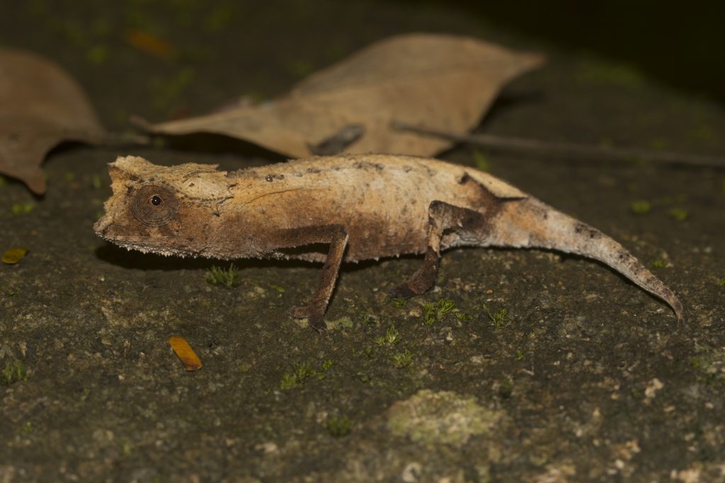 Brookesia stumpffi