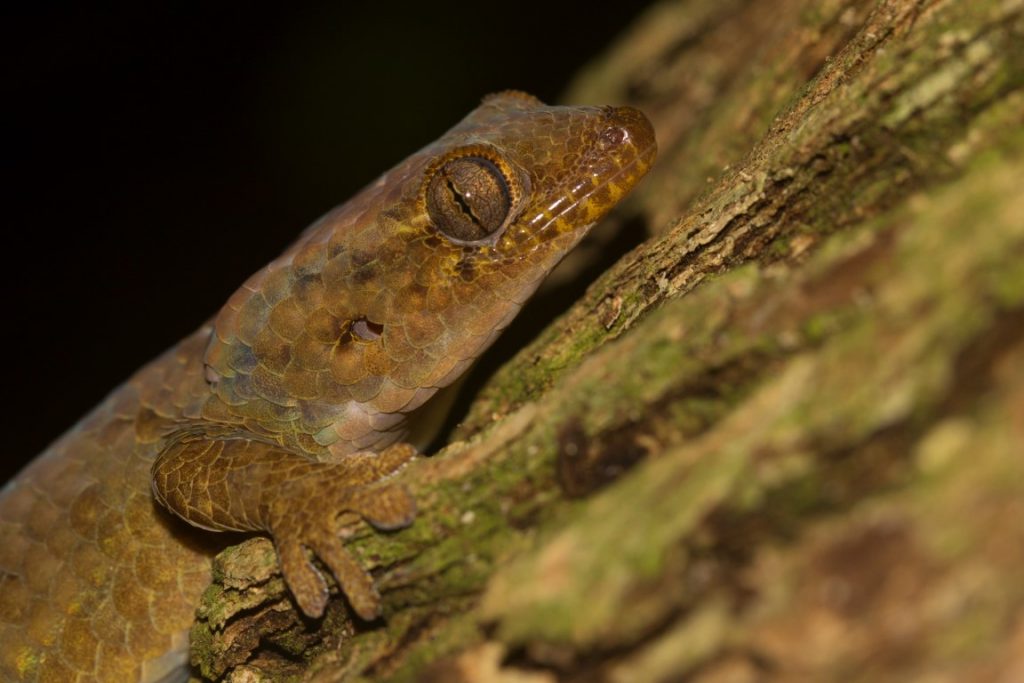 Geckolepis maculata