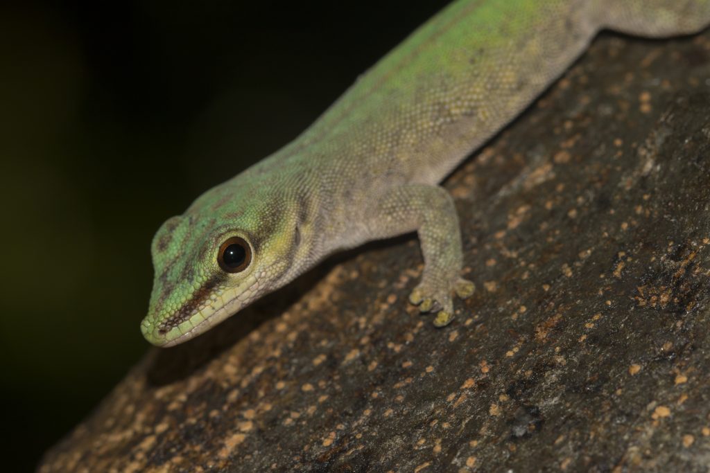 Phelsuma