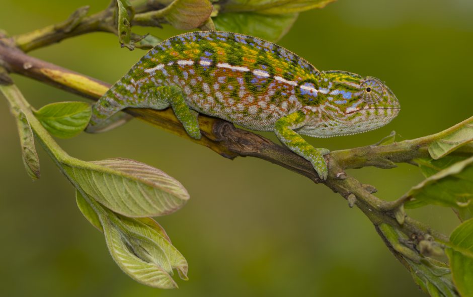 Furcifer lateralis