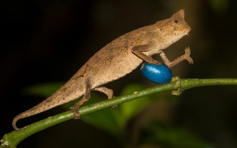 Brookesia superciliaris