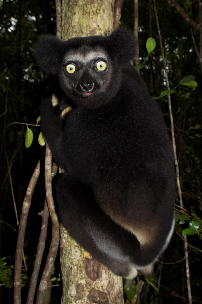 Indri