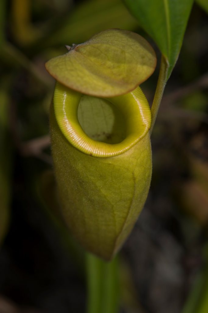 Nepenthes