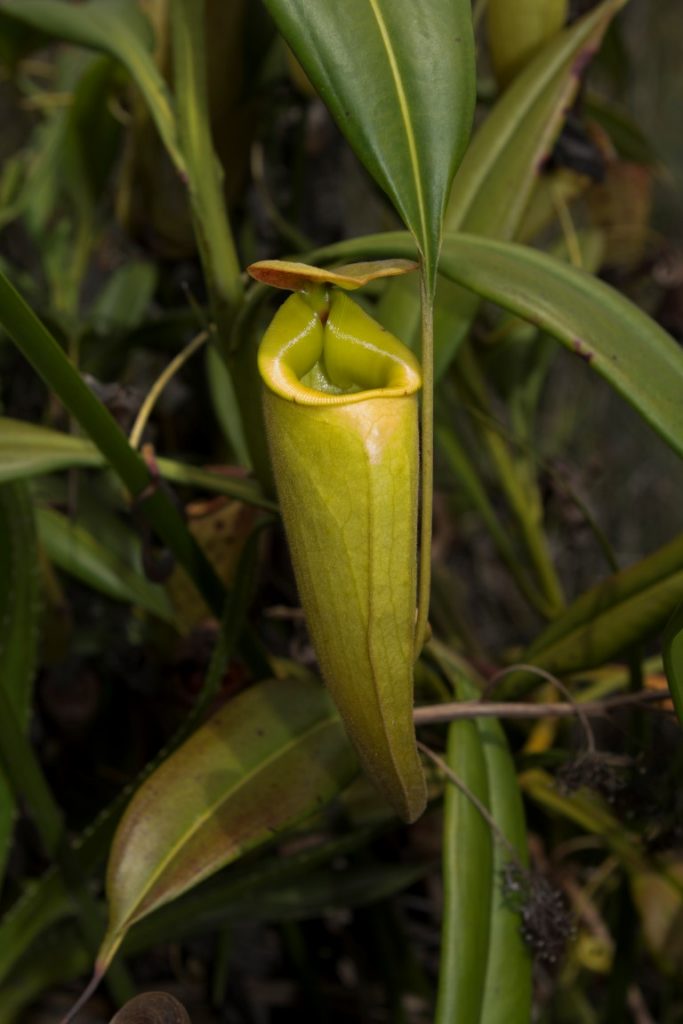 Nepenthes