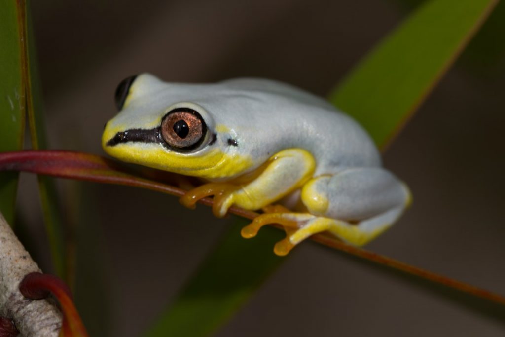 Heterixalus madagascariensis