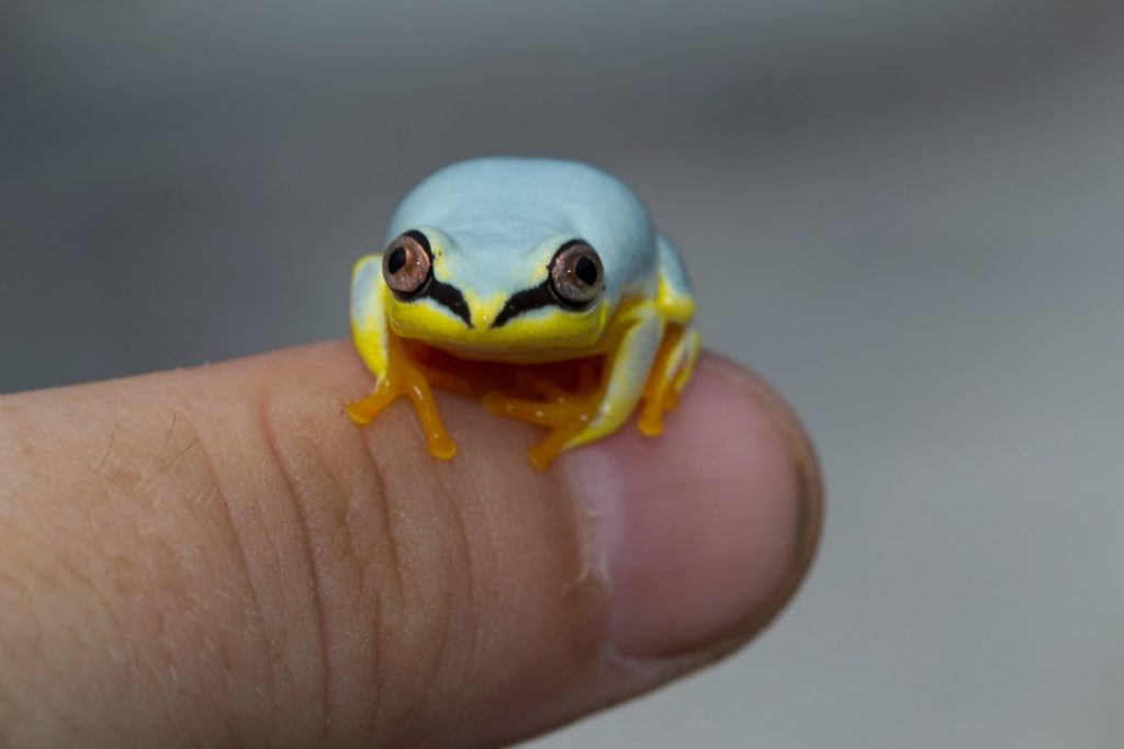 Heterixalus madagascariensis