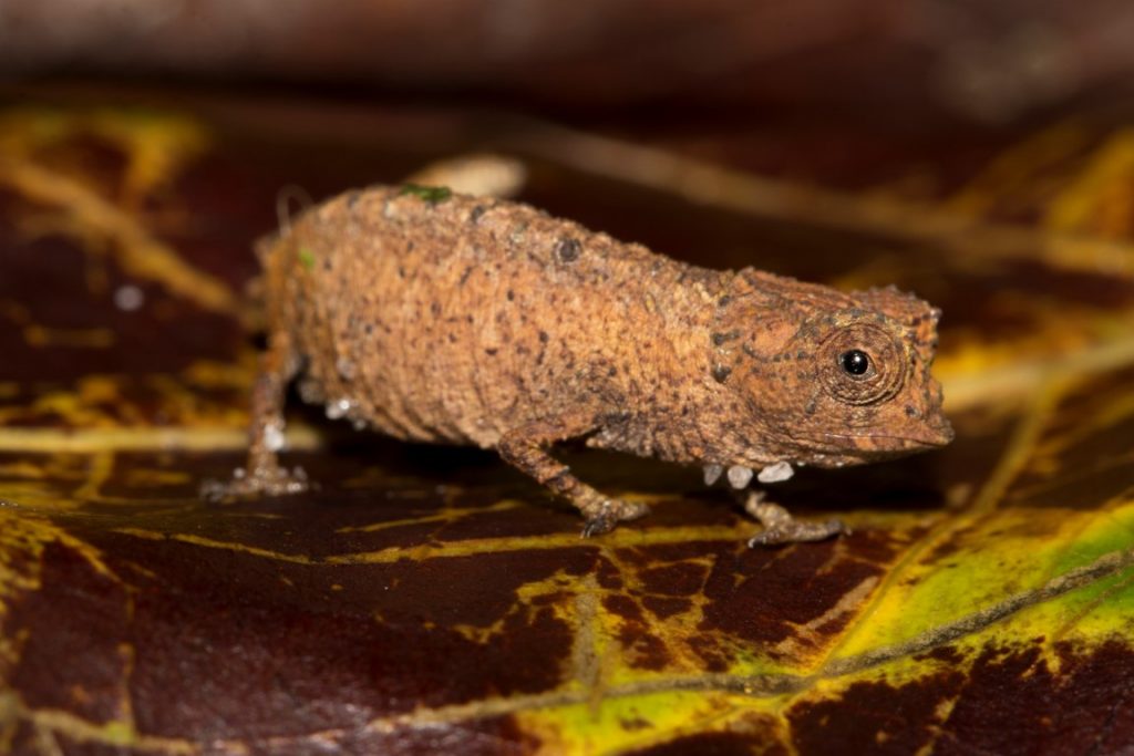 Brookesia cf. peyrierasi