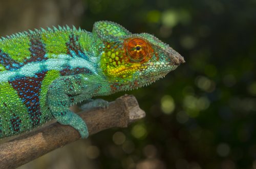 Furcifer pardalis Ambanja