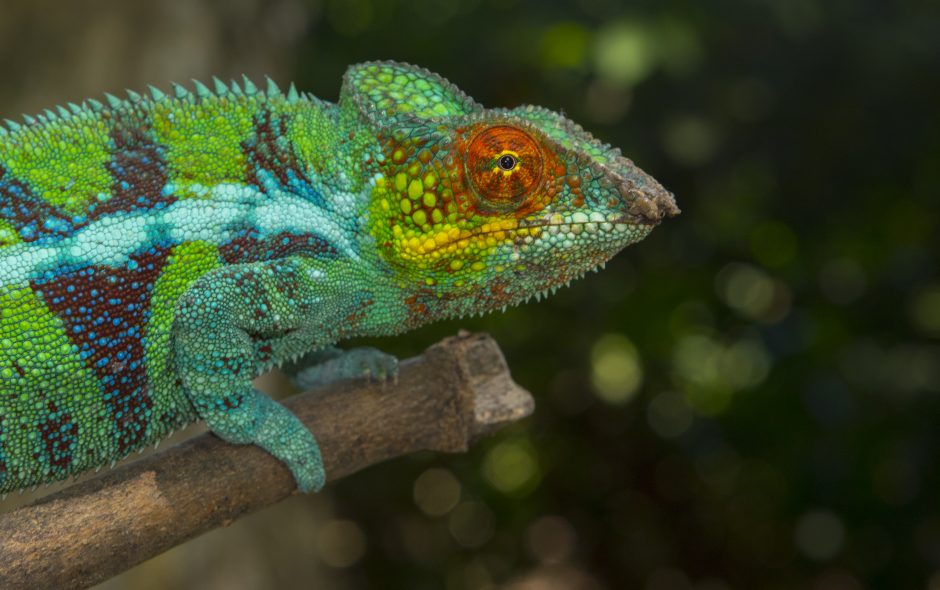 Furcifer pardalis Ambanja