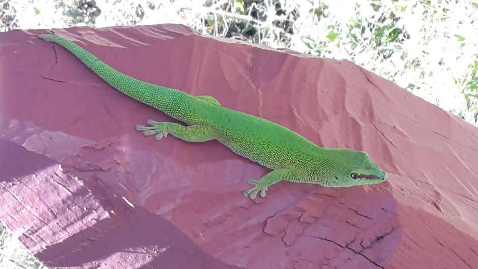 Phelsuma grandis