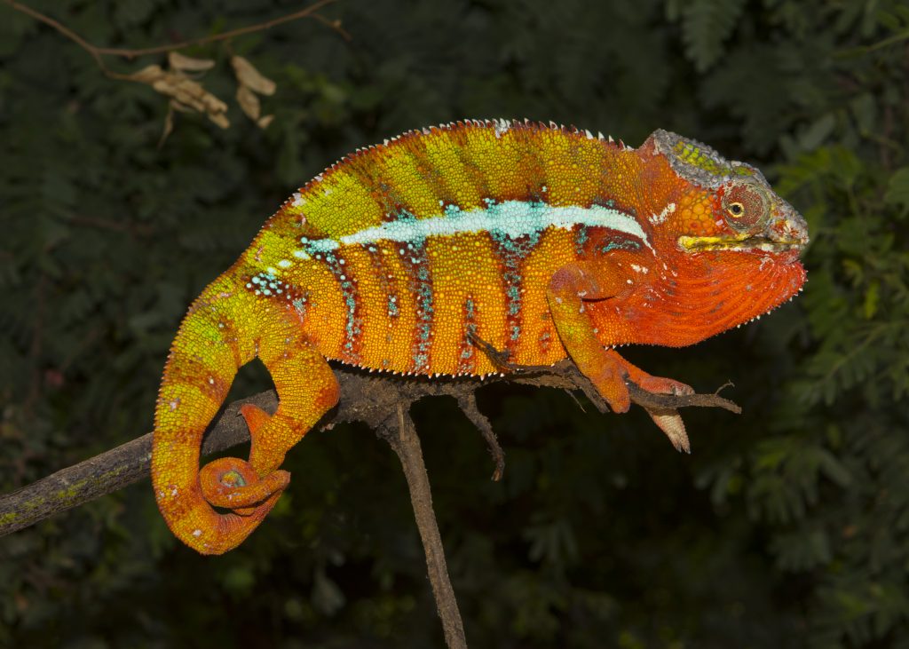 Furcifer pardalis nahe Ambilobe