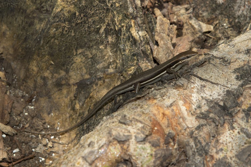 Trachylepis