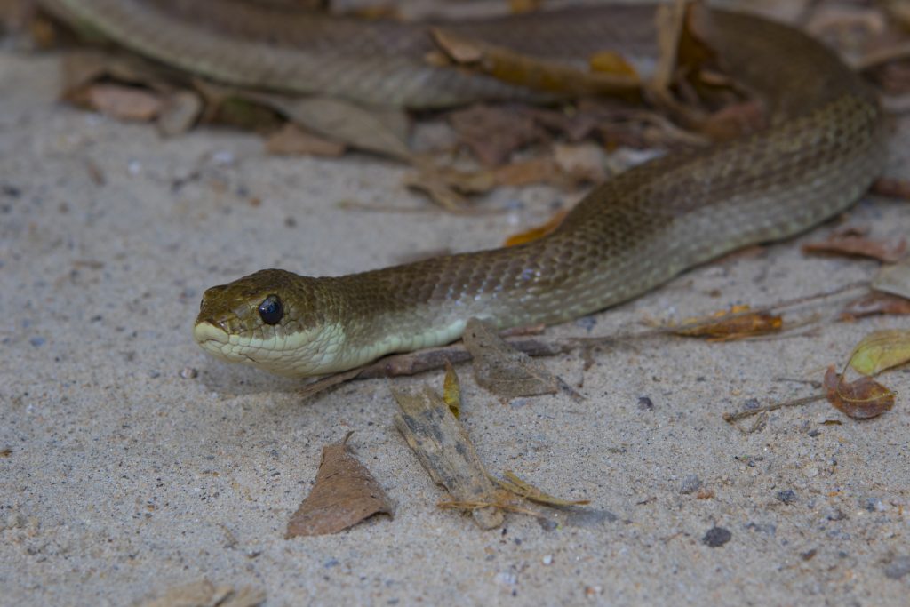 Leioheterodon modestus