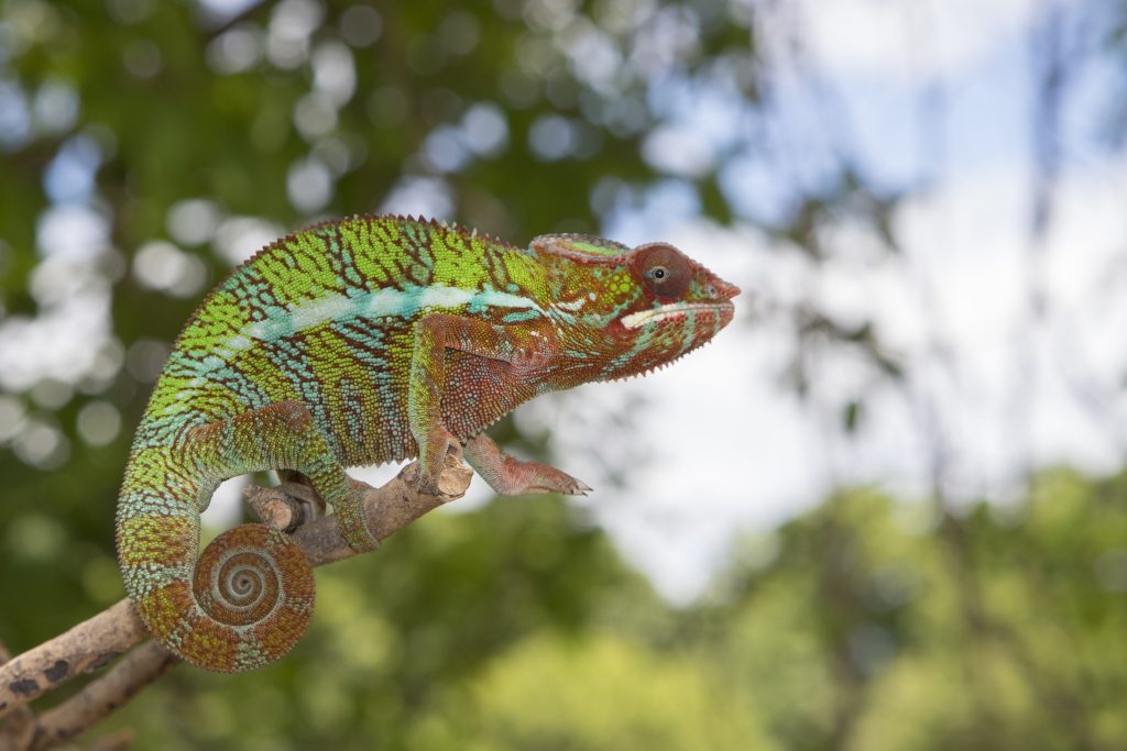 Furcifer pardalis nahe Ambilobe