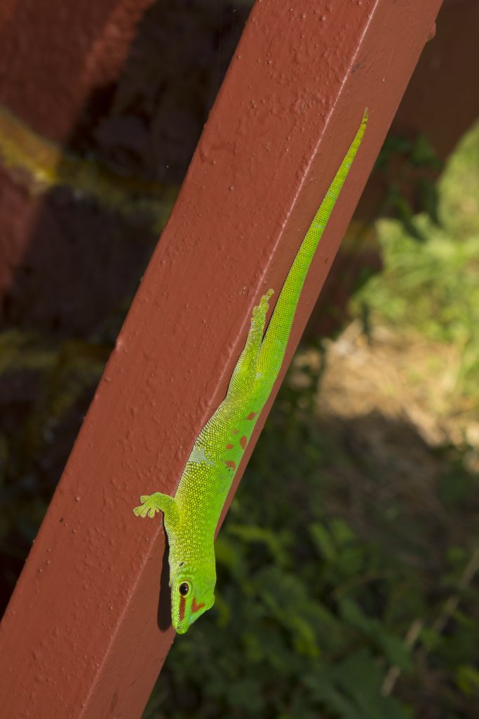 Phelsuma grandis