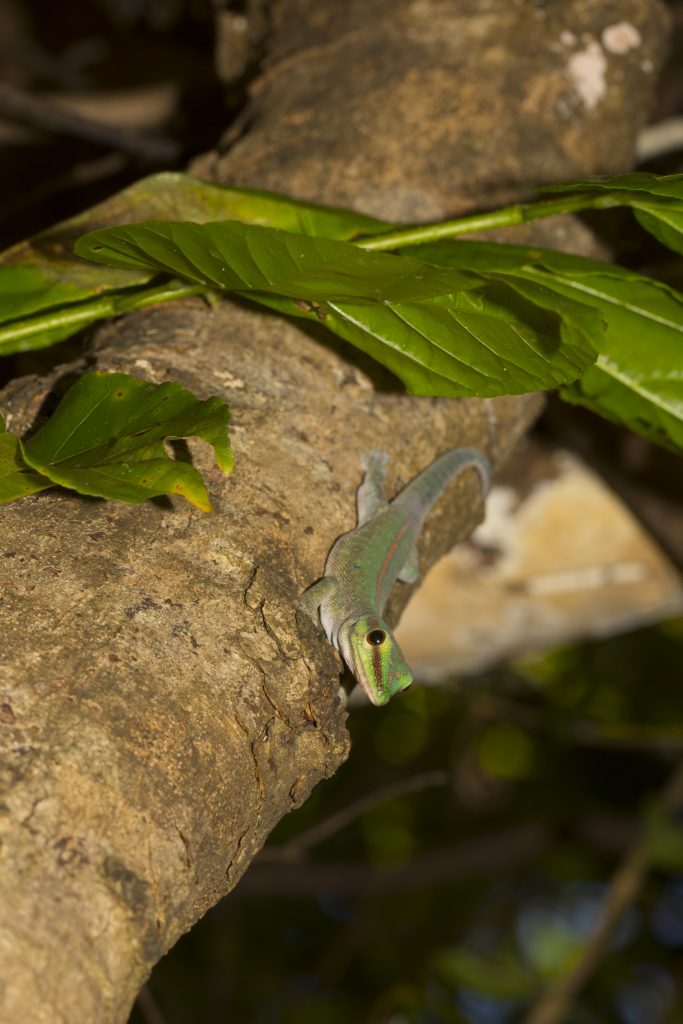 Phelsuma abbotti