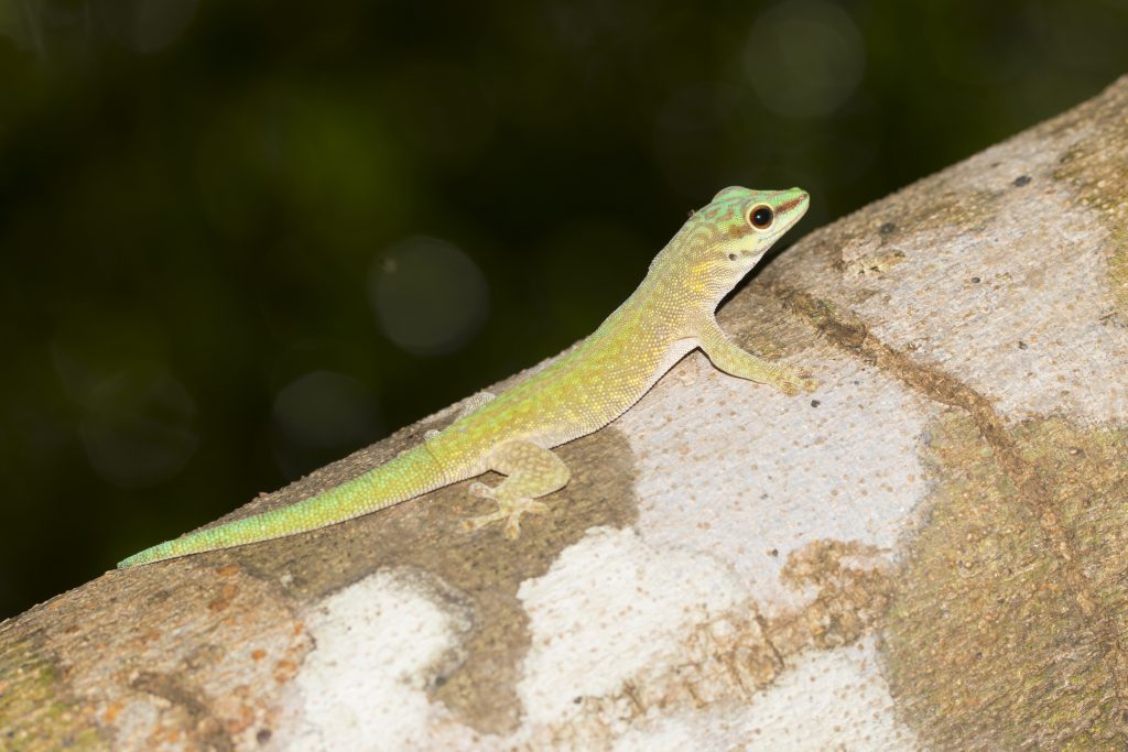 Phelsuma abbotti