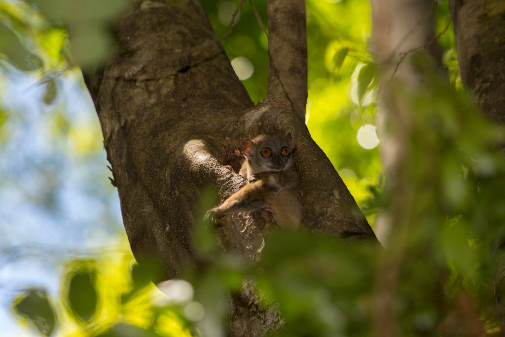 Lepilemur ankaranensis