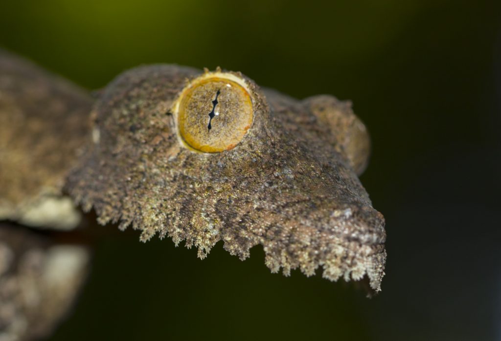 Uroplatus henkeli