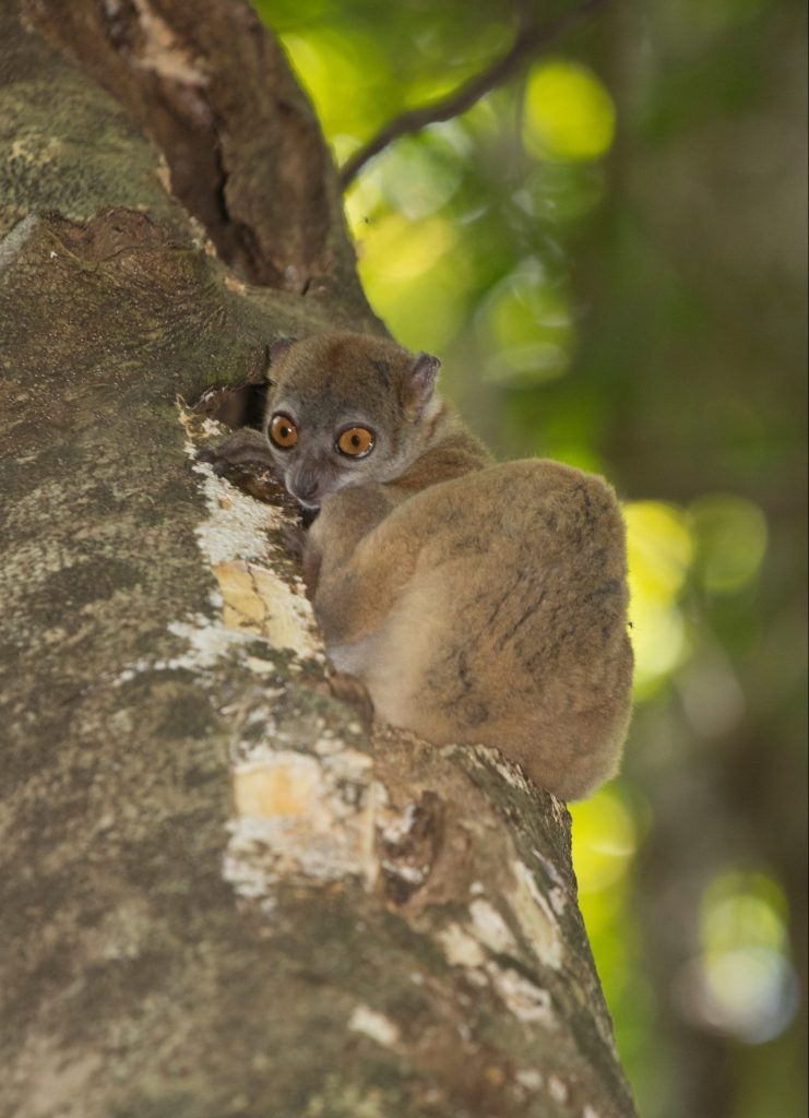 Lepilemur ankaranensis