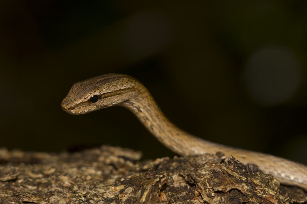 Mimophis mahfalensis