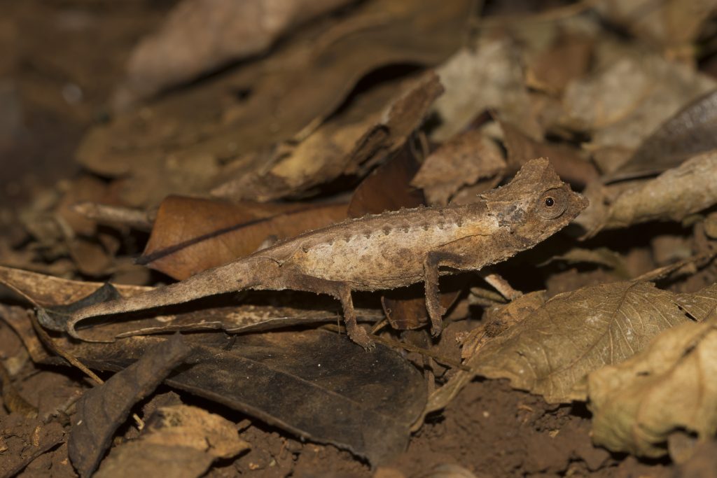 Brookesia stumpffi