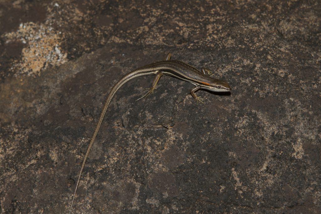 Trachylepis elegans