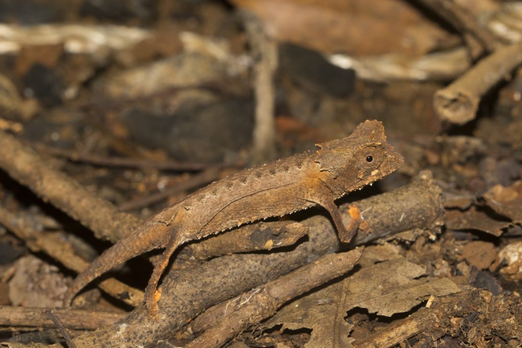 Brookesia stumpffi