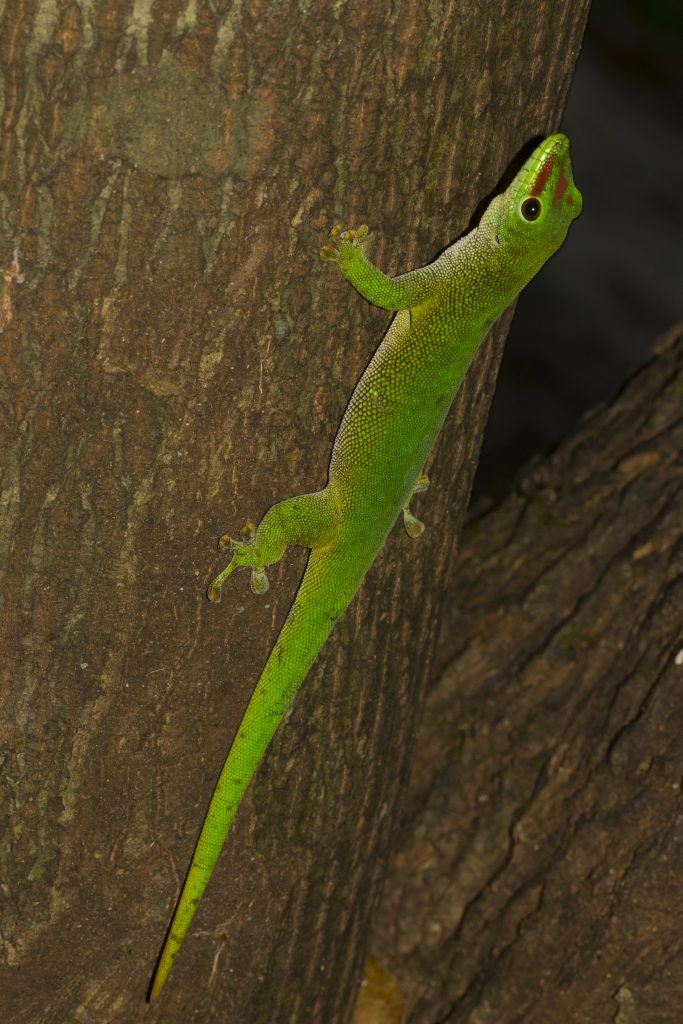 Phelsuma grandis