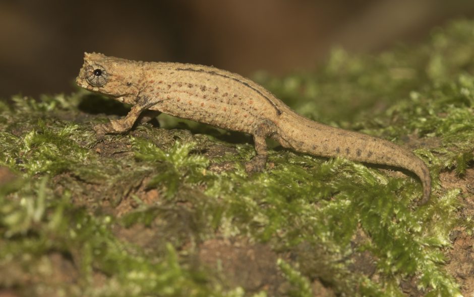 Brookesia tuberculata