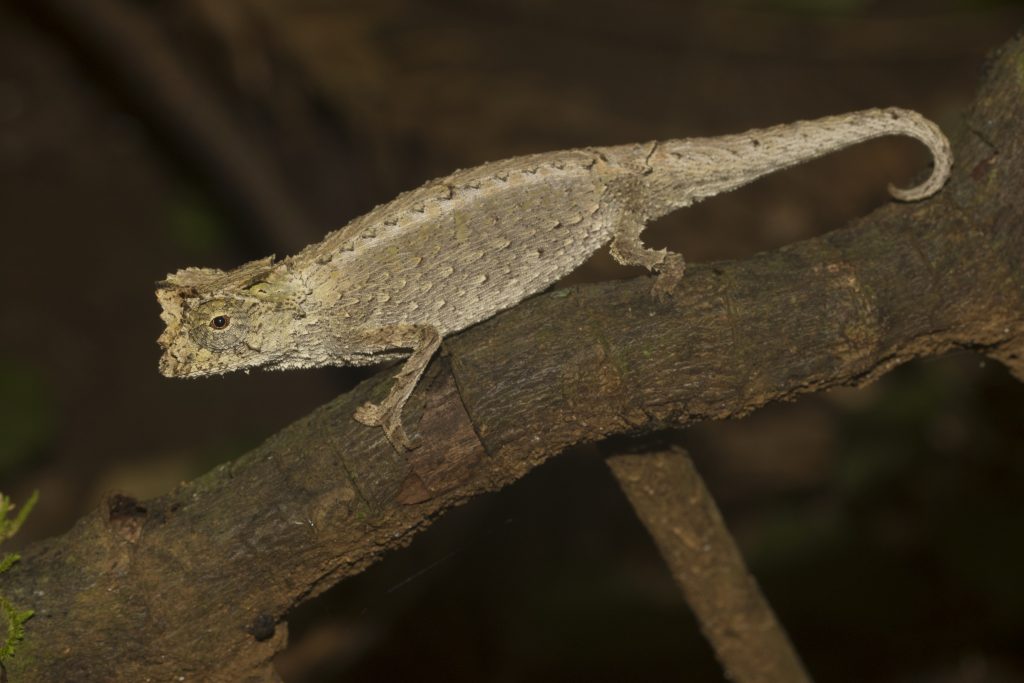 Brookesia antankarana