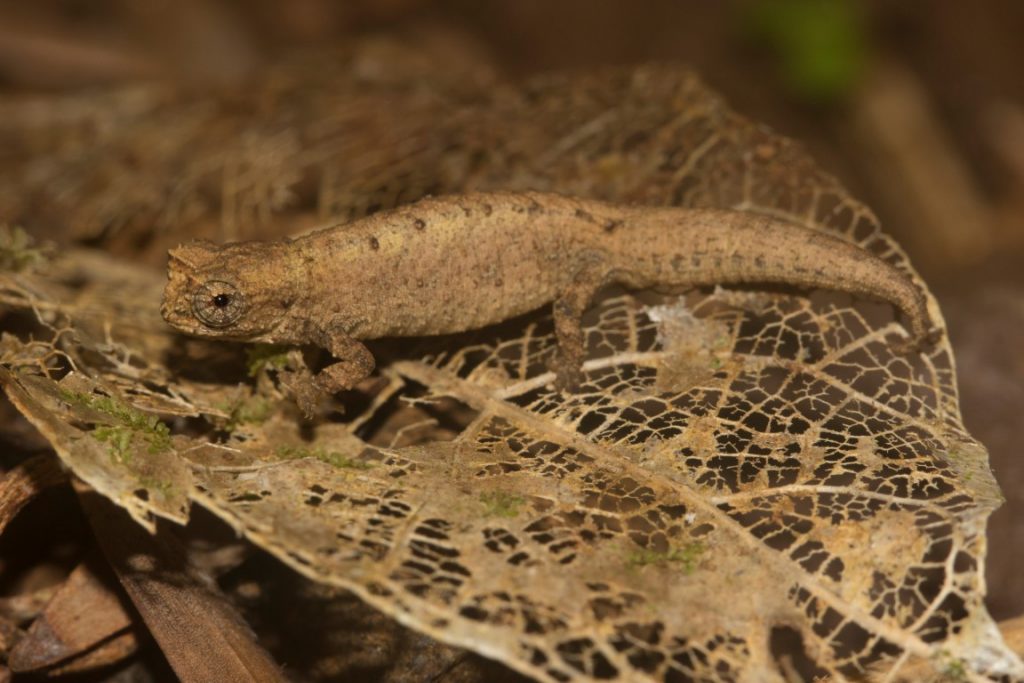 Brookesia tuberculata