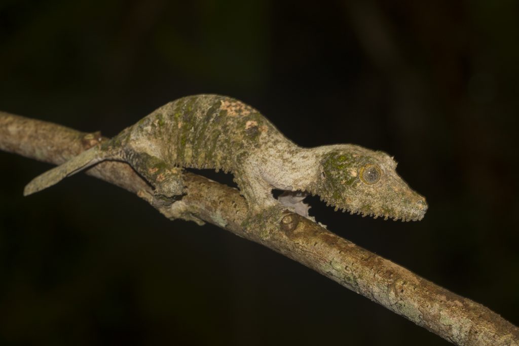 Uroplatus sikorae