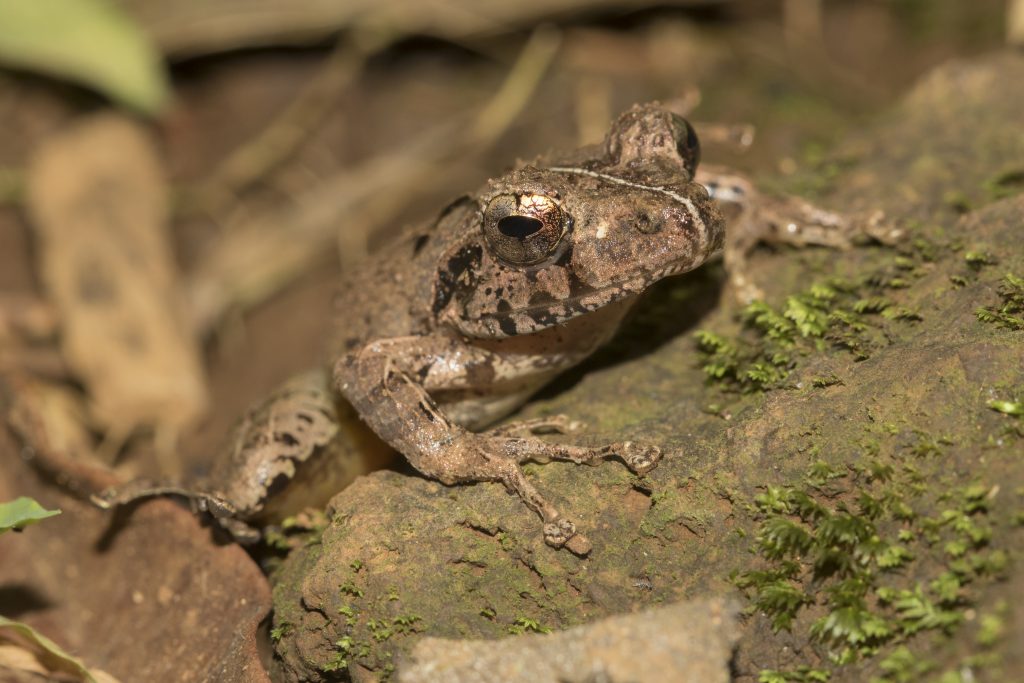 Gephyromantis ambohitra