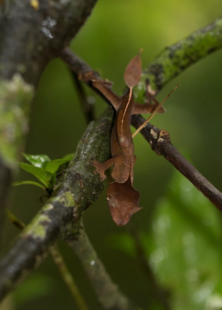 Uroplatus finiavana