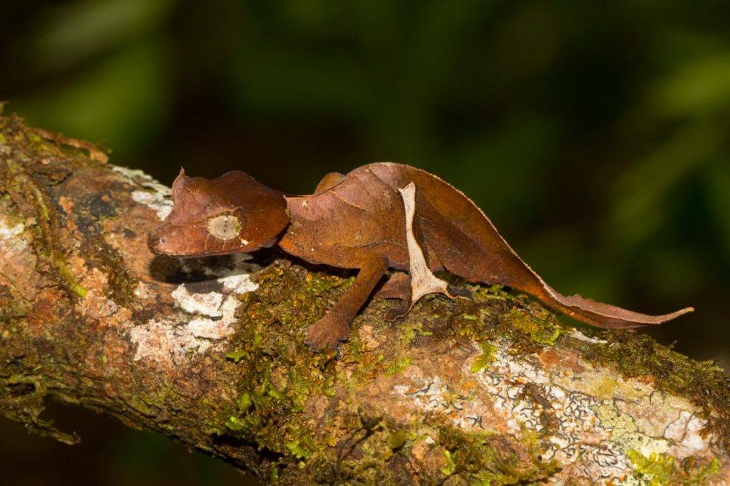 Uroplatus finiavana