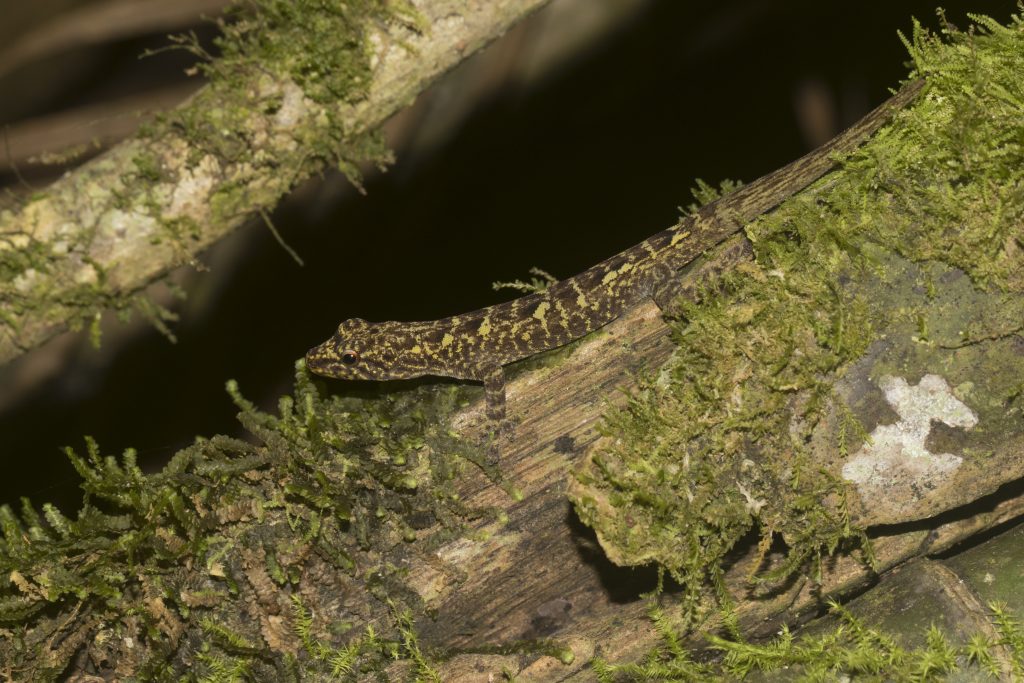 Lygodactylus madagascariensis