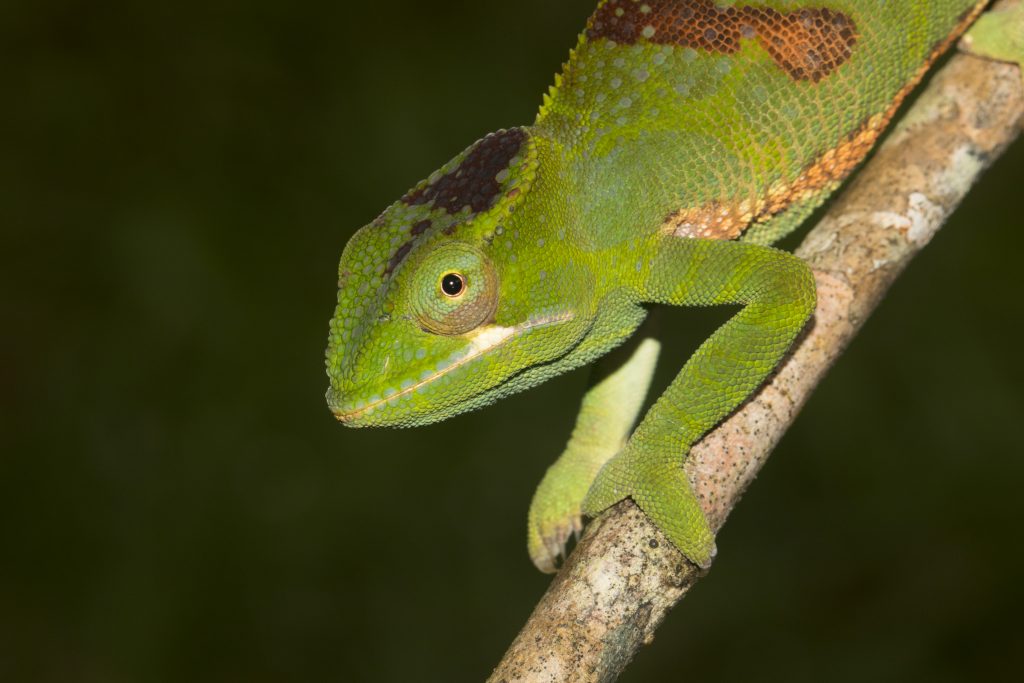 Furcifer timoni