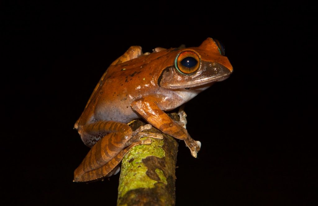 Boophis entingae