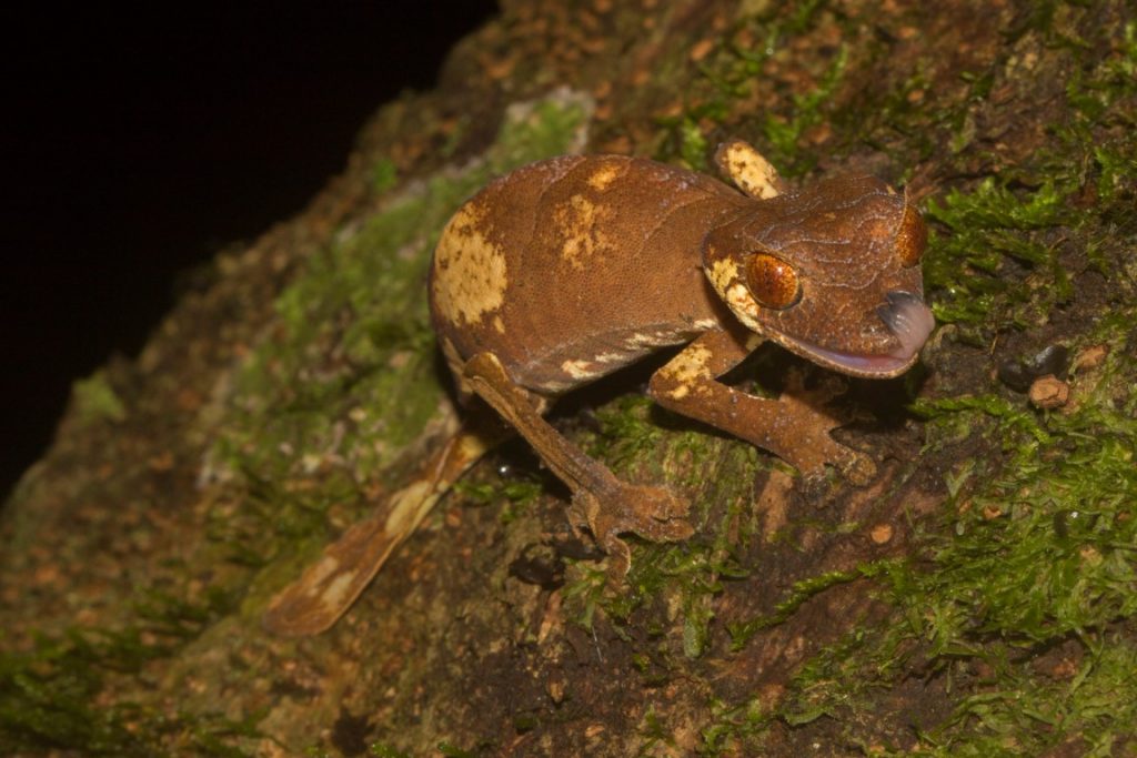 Uroplatus finiavana