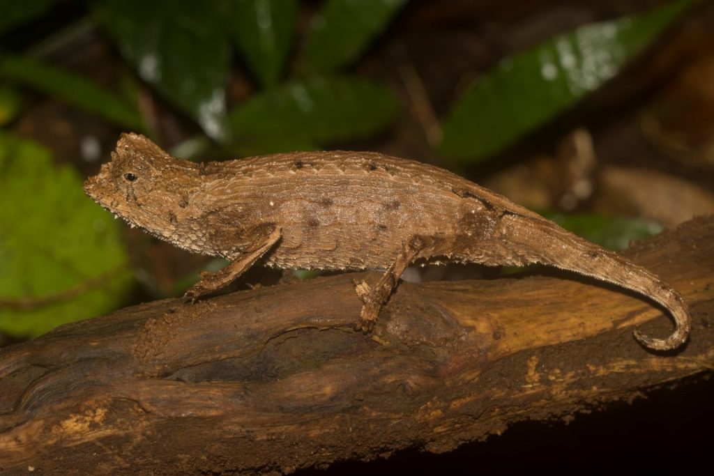 Brookesia antankarana/ambreensis