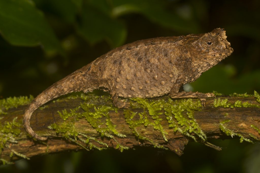 Brookesia antankarana/ambreensis