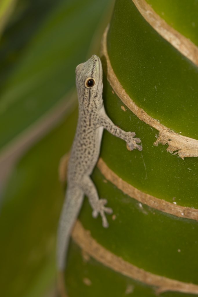 Phelsuma mutabilis