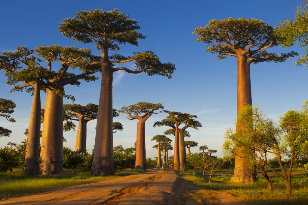 Baobab-Allee