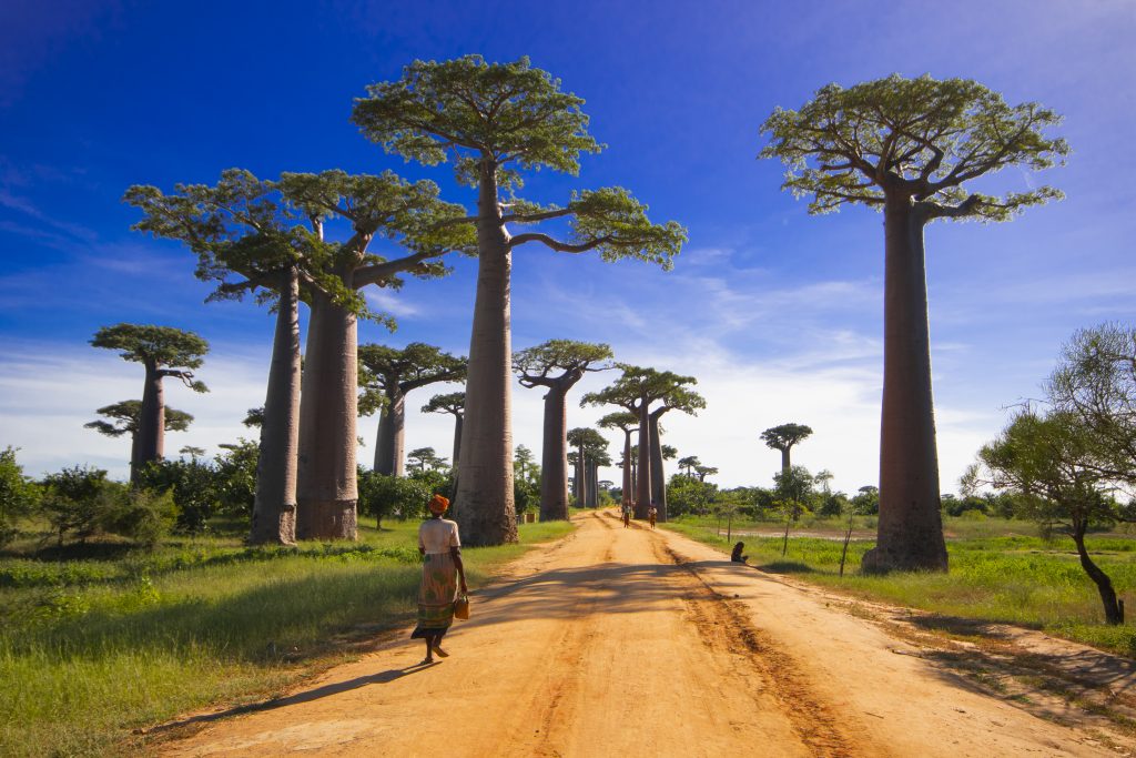 Baobab-Allee