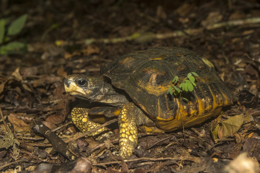 Pyxis planicauda