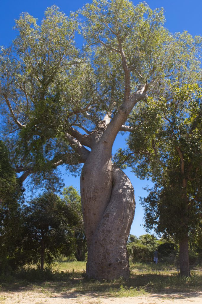 Baobab of love