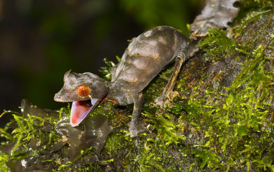 Glückstag mit Gespenstergeckos